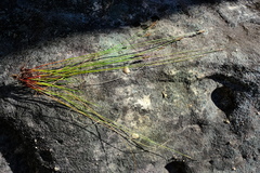 Schoenus cuspidatus
