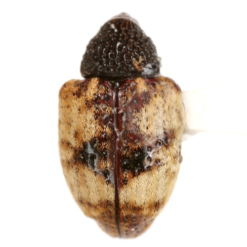 Conotrachelus fissunguis Leconte, 1876