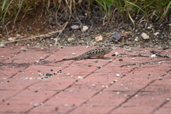Sceloporus spinosus