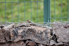 Sceloporus spinosus