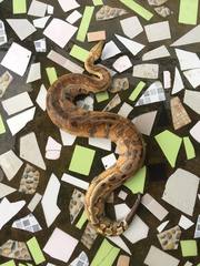 Python brongersmai