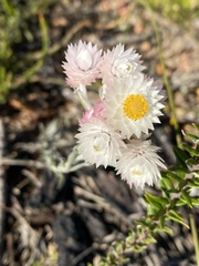 Achyranthemum