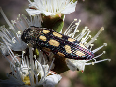 Castiarina parallela