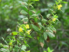 Hemichaena coulteri