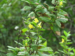Hemichaena coulteri