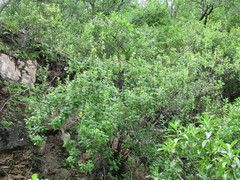 Hemichaena coulteri