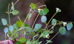 Felicia cymbalariae