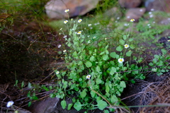Felicia cymbalariae