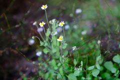 Felicia cymbalariae
