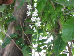 Citharexylum spinosum