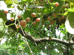 Cordia dichotoma