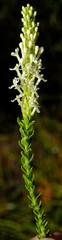 Microdon parviflorus