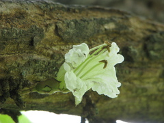 Parmentiera cereifera