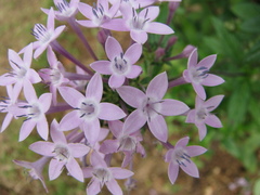 Pentas