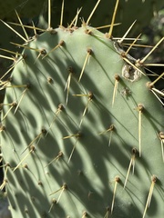 Opuntia caboensis