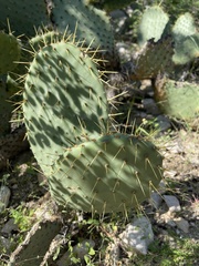 Opuntia caboensis