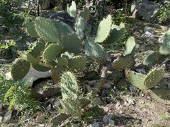 Opuntia caboensis
