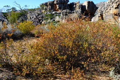 Ruschiella cedrimontana