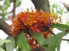 Saraca indica