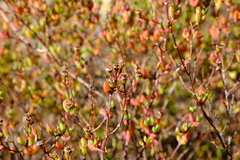 Ruschiella cedrimontana