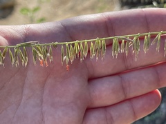 Bouteloua reflexa