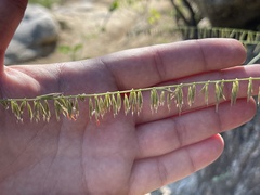 Bouteloua reflexa