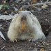 Yellow-faced Pocket Gopher - Photo (c) Andrés Ortega Chufani, some rights reserved (CC BY-NC-ND)