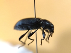 Derosphaerus