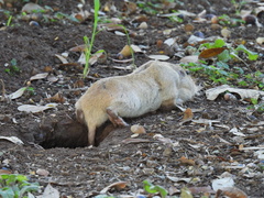 Cratogeomys castanops