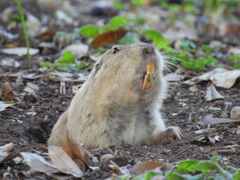 Cratogeomys castanops