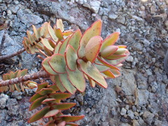 Veronica amplexicaulis