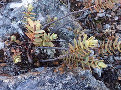 Veronica amplexicaulis