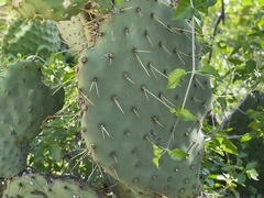 Opuntia caboensis