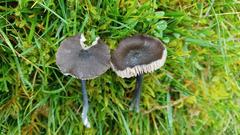 Entoloma corvinum