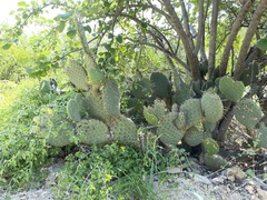 Opuntia caboensis