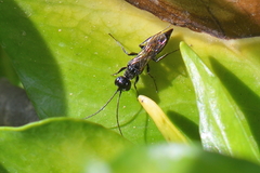 Dolichurus corniculus