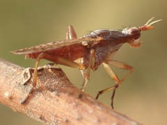 Dichetophora obliterata
