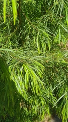 Acacia cognata