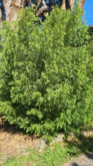 Acacia cognata