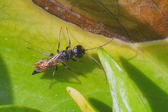 Dolichurus corniculus