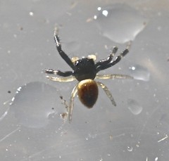 Xysticus bimaculatus