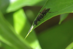 Dolichurus corniculus