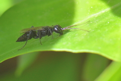 Dolichurus corniculus