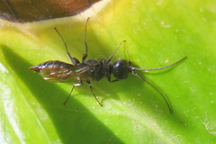 Dolichurus corniculus