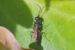 Dolichurus corniculus