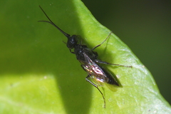 Dolichurus corniculus