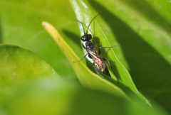 Dolichurus corniculus