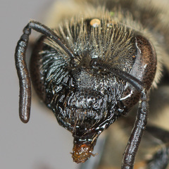 Lasioglossum olympiae