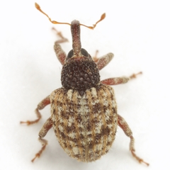 Pheloconus cribricollis