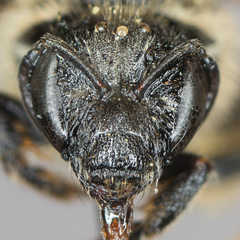 Lasioglossum zonulus
